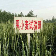 真空包装农产品 从厂家到批发市场的产业链解析