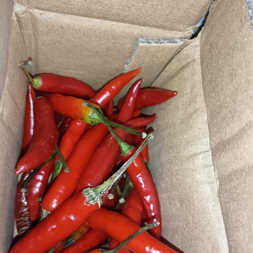 食用农产品批发市场的当月热门品种与包装方式分析